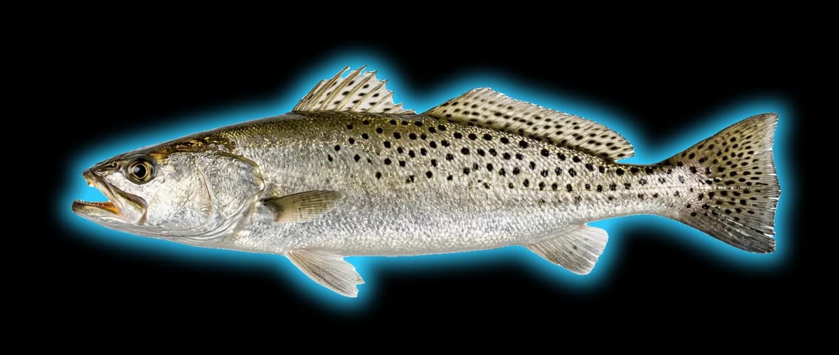 Spotted Seatrout (Cynoscion nebulosus) fish identification