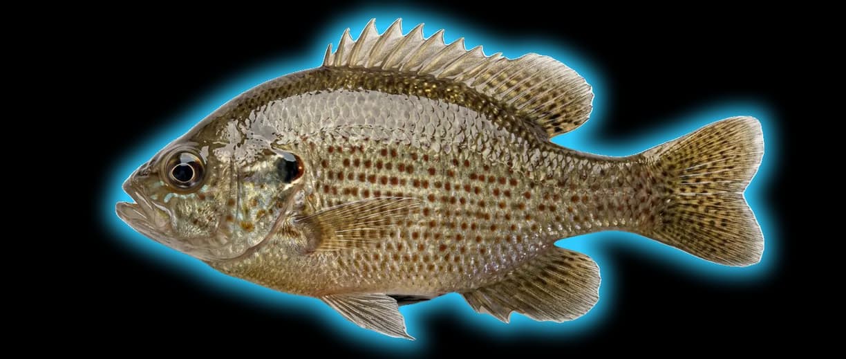 Spotted Sunfish (Lepomis punctatus)