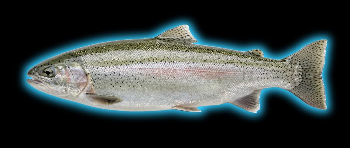 Steelhead (Oncorhynchus mykiss)