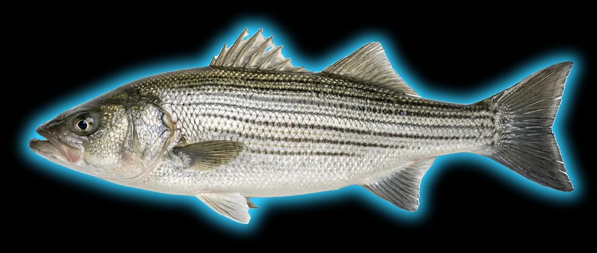 Striped Bass (Morone saxatilis)