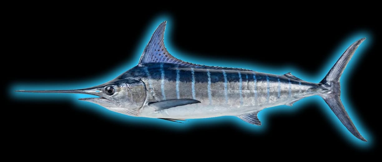 Striped Marlin (Kajikia audax)