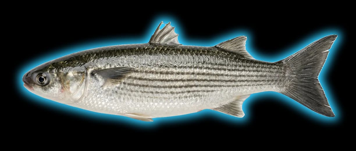 Striped Mullet (Mugil cephalus)