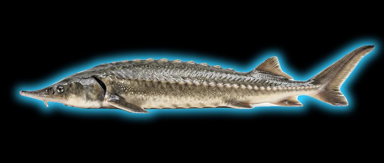 Sturgeon