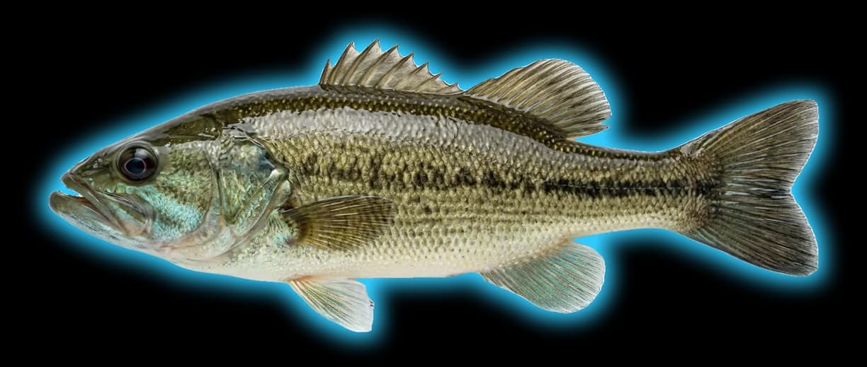 Suwannee Bass (Micropterus notius)