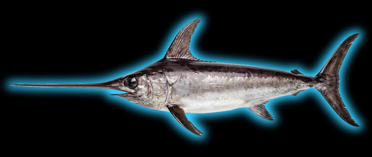 Swordfish (Xiphias gladius)