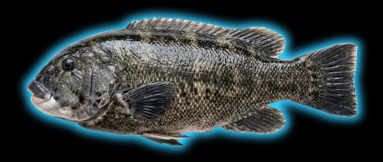 Tautog (Tautoga onitis)