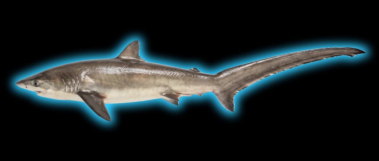 Thresher Shark