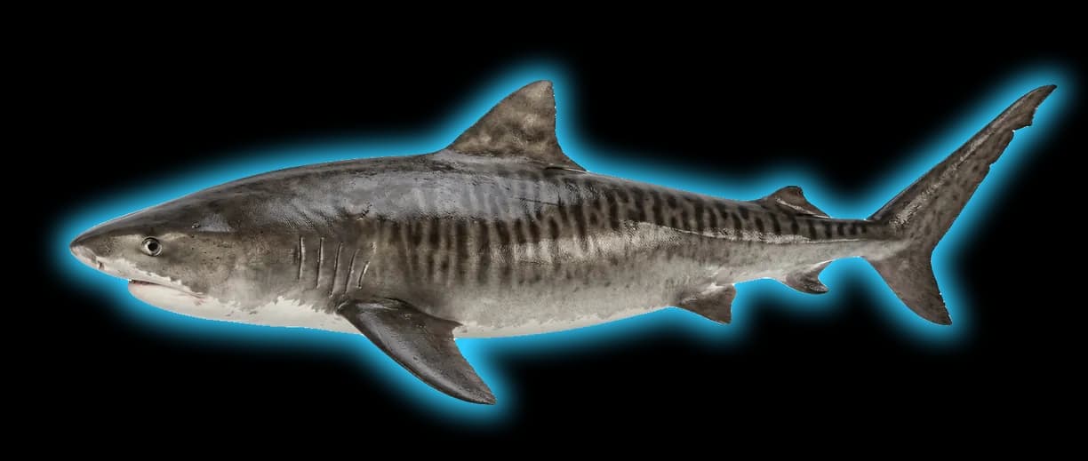 Tiger Shark