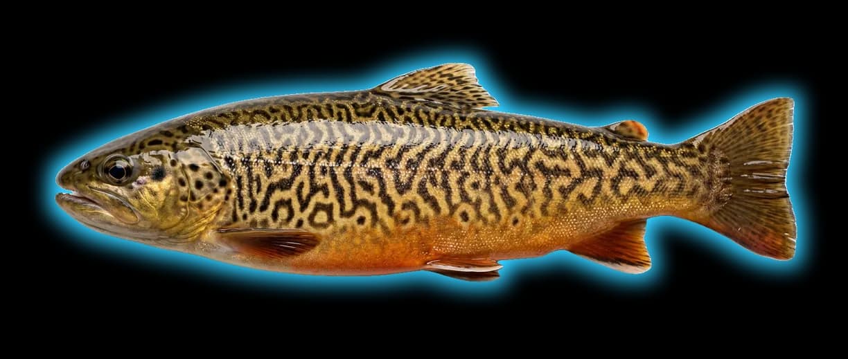 Tiger Trout (Plectropomus laevis)