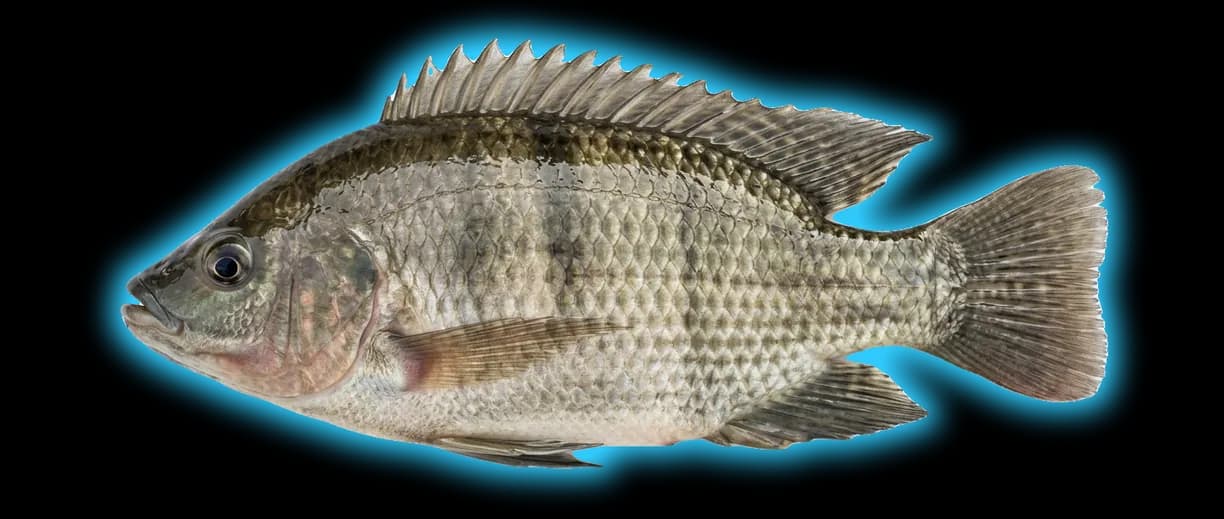 Tilapia