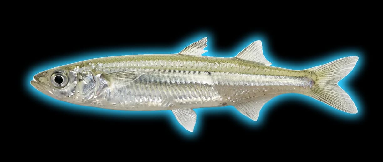Topsmelt (Atherinops affinis)