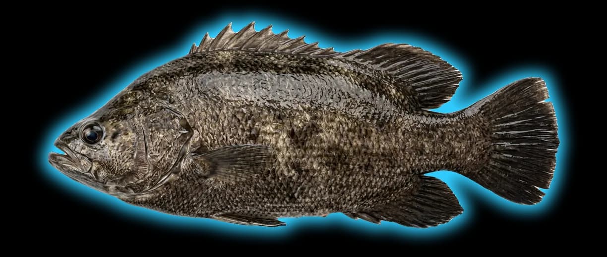 Tripletail (Lobotes surinamensis)