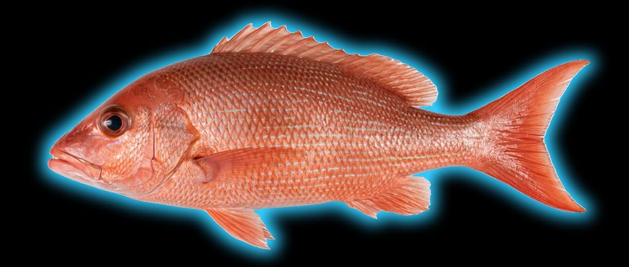 Vermilion Snapper (Rhomboplites aurorubens)