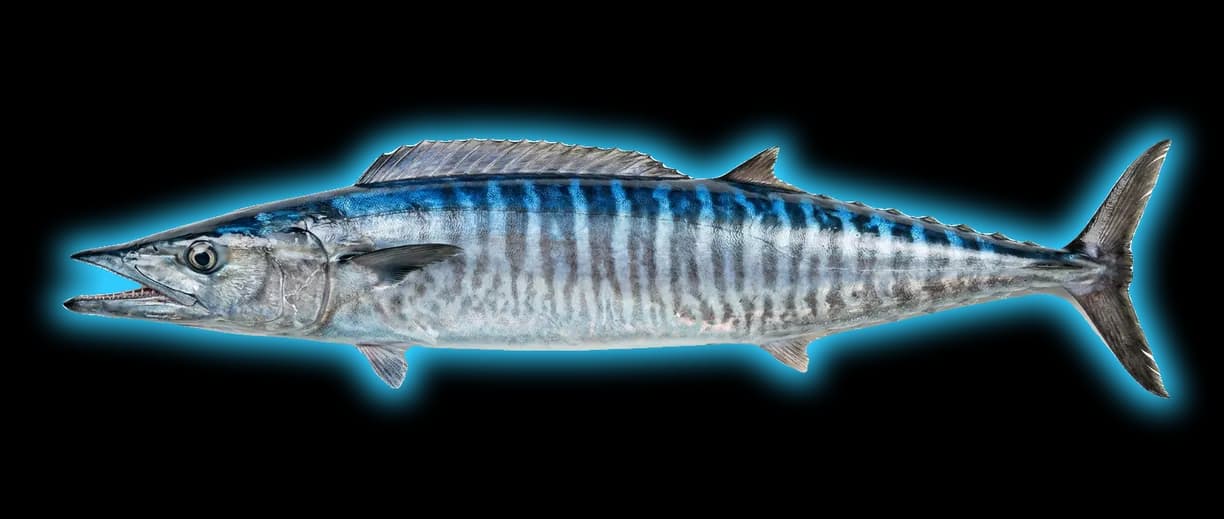 Wahoo (Acanthocybium solandri)