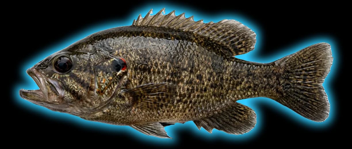 Warmouth (Lepomis gulosus)