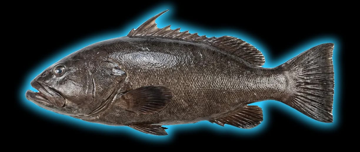 Warsaw Grouper (Hyporthodus nigritus)
