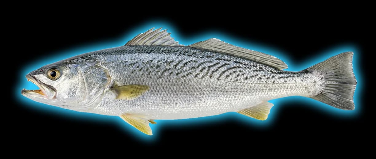 Weakfish (Cynoscion regalis)
