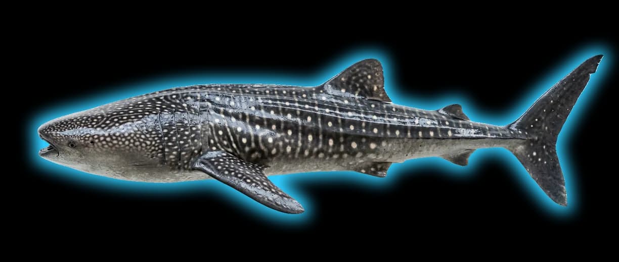 Whale Shark