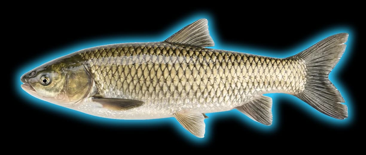 White Amur (Ctenopharyngodon idella)