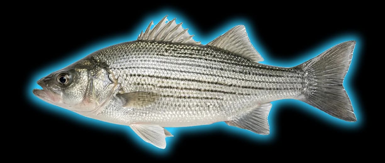 White Bass (Morone chrysops)