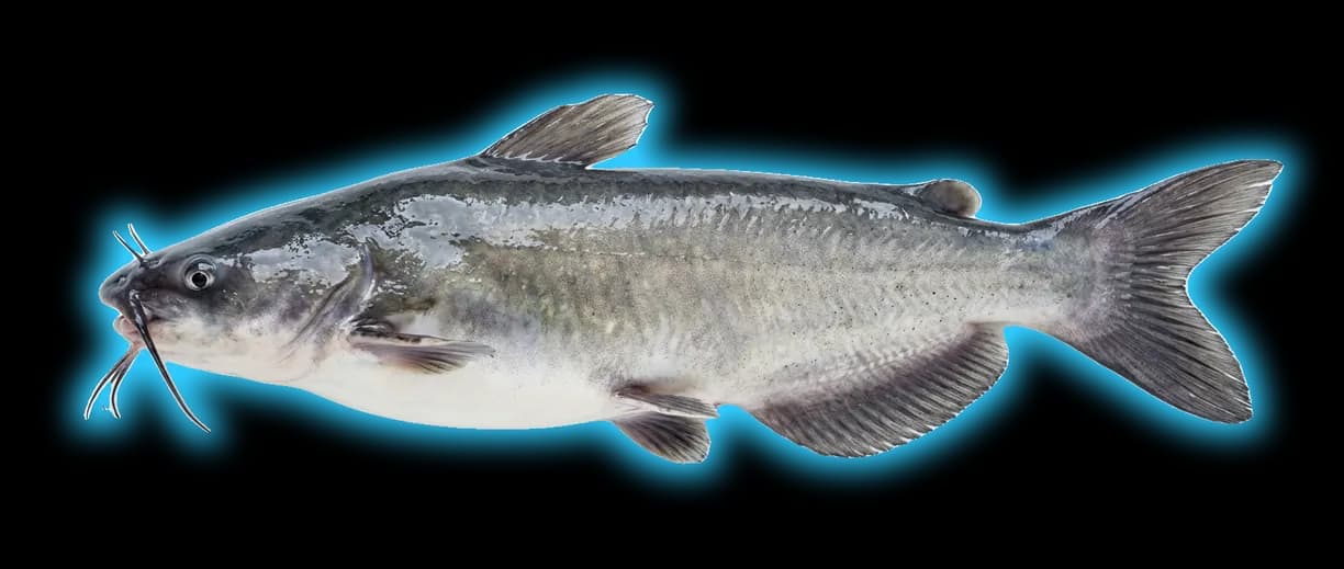 White Catfish (Ameiurus catus)