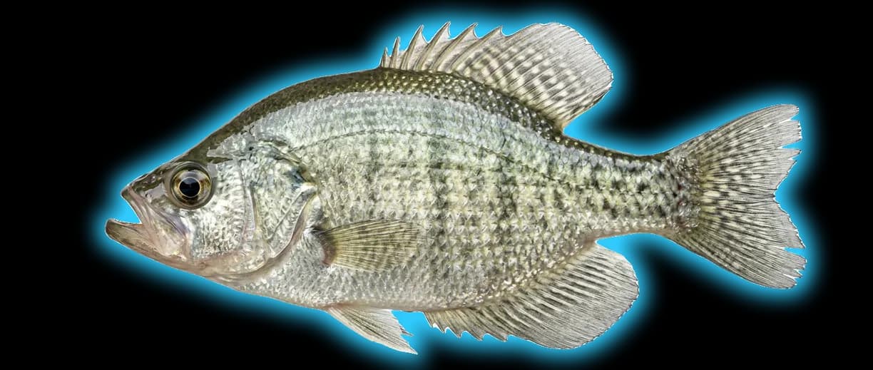 White Crappie (Pomoxis annularis)