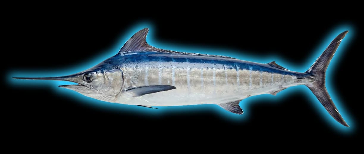 White Marlin (Kajikia albida)