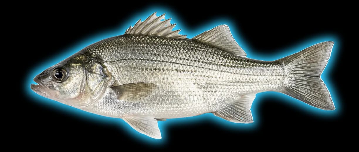 White Perch (Morone americana)