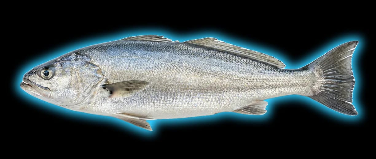 White Seabass (Atractoscion nobilis)