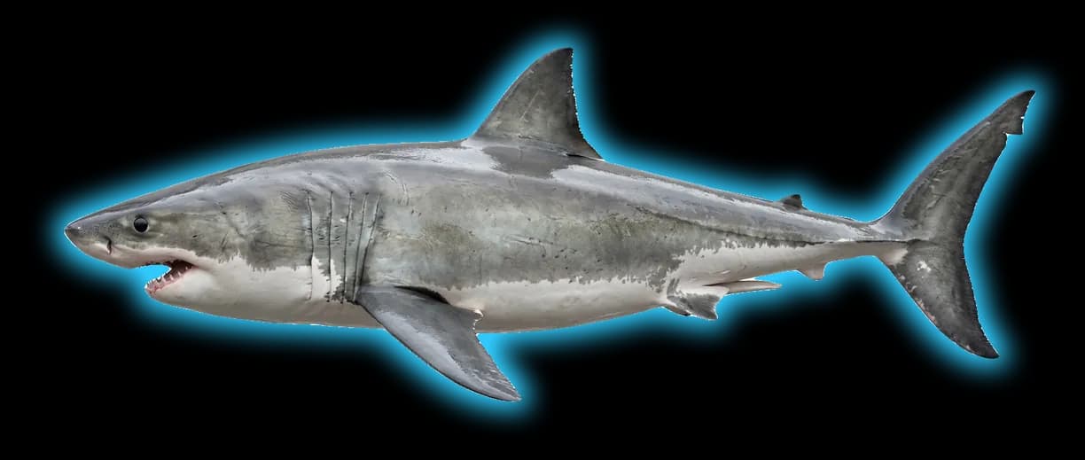 White Shark (Triaenodon obesus)