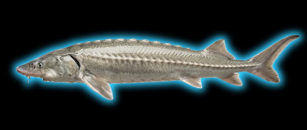 White Sturgeon (Sinosturio transmontanus)