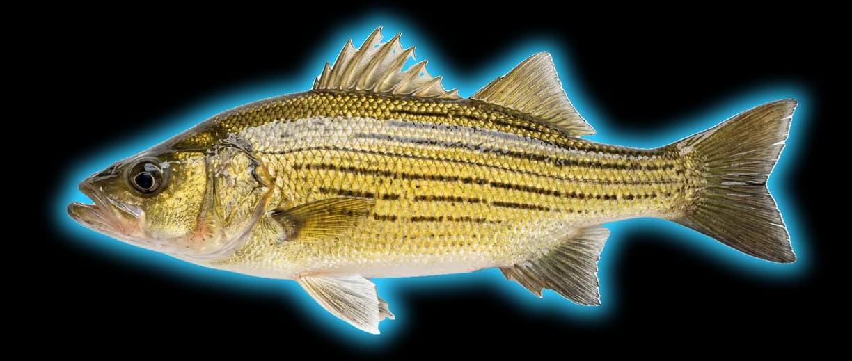 Yellow Bass (Morone mississippiensis)