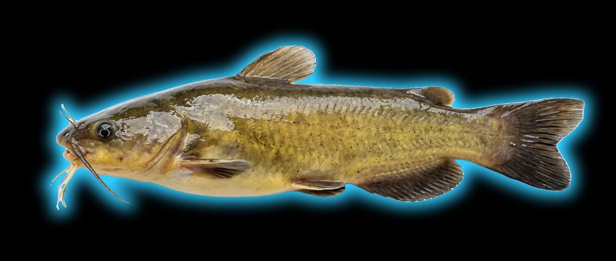 Yellow Bullhead (Ameiurus natalis)