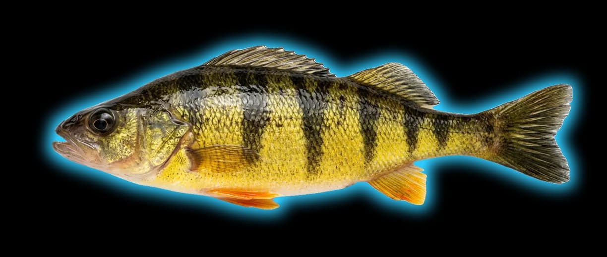 Yellow Perch (Perca flavescens)