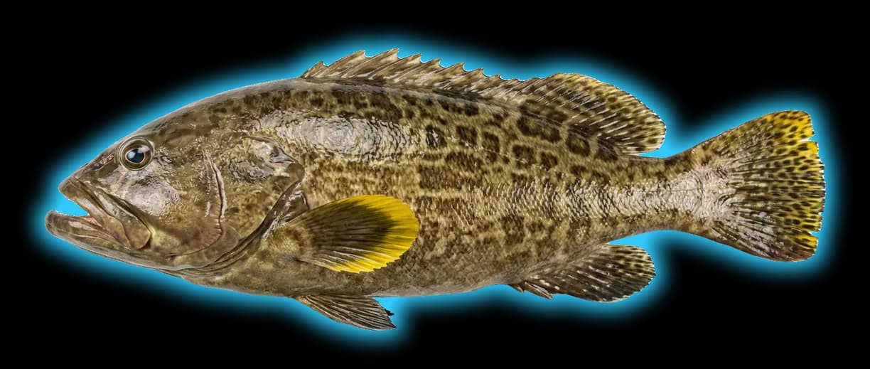 Yellowfin Grouper (Mycteroperca venenosa)