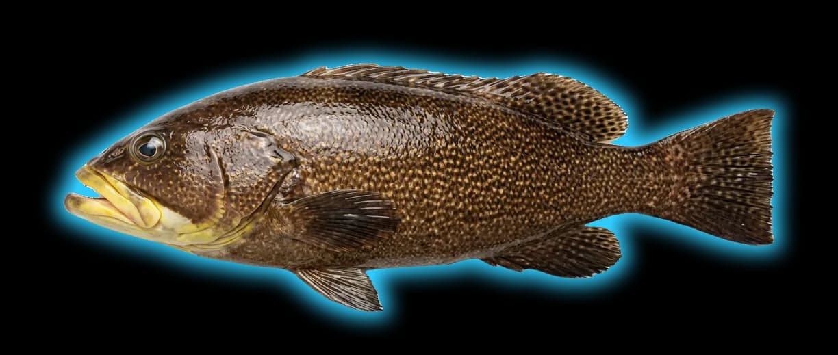 Yellowmouth Grouper (Mycteroperca interstitialis)
