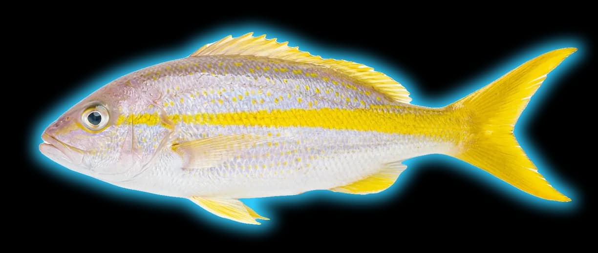 Yellowtail Snapper (Ocyurus chrysurus)