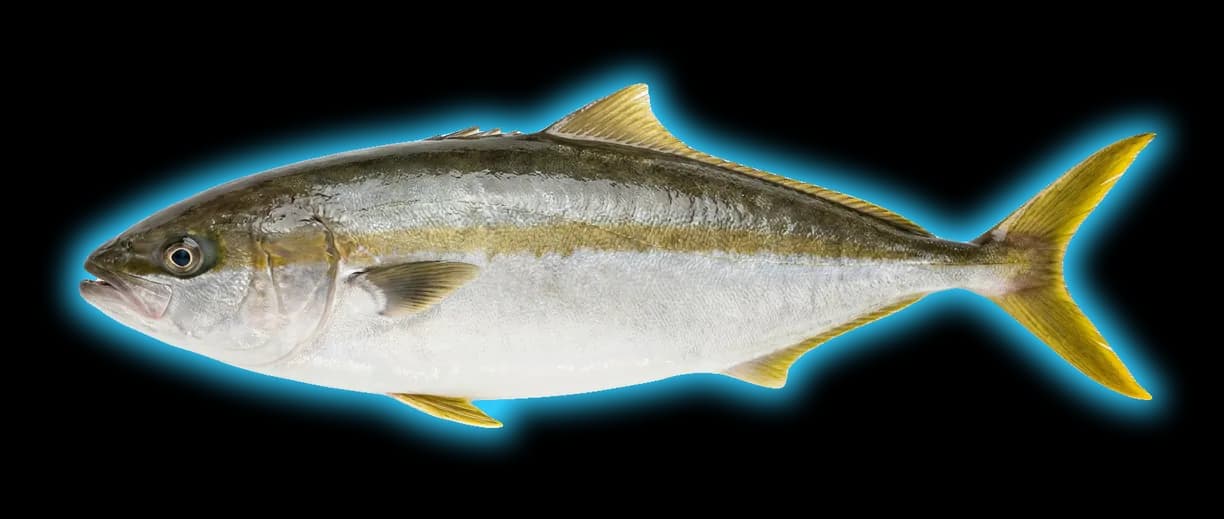 Yellowtail (Amphiprion clarkii)